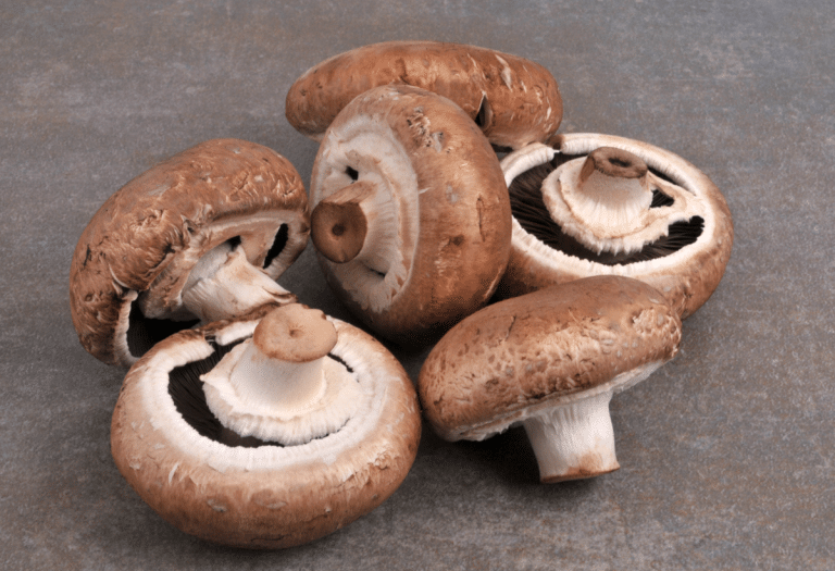 Producteur de champignons - Norabio