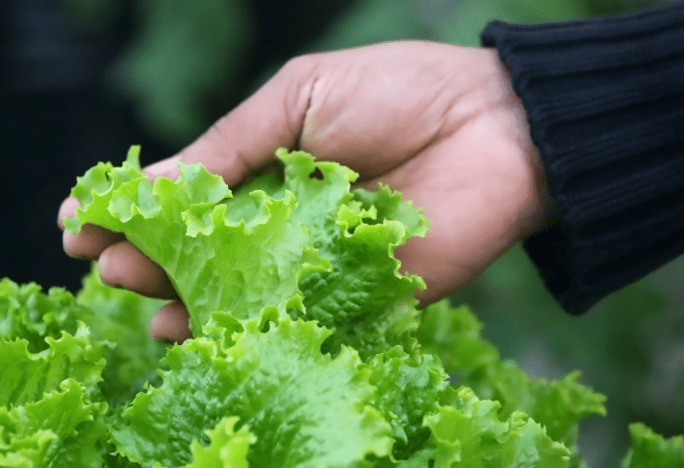 Producteur de salades - Norabio