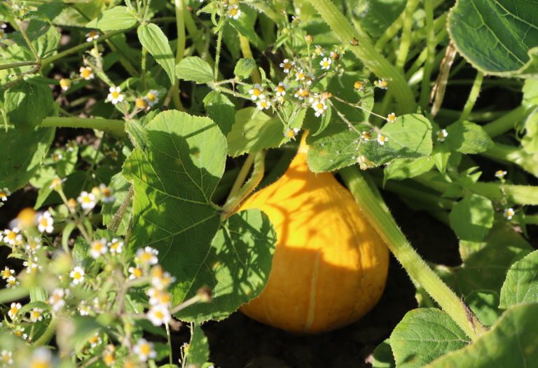 Producteurs de courges - Norabio